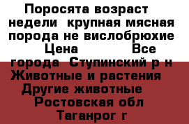 Поросята возраст 4 недели, крупная мясная порода(не вислобрюхие ) › Цена ­ 4 000 - Все города, Ступинский р-н Животные и растения » Другие животные   . Ростовская обл.,Таганрог г.